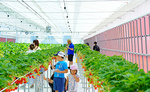 道の駅前猪苗代いちご園