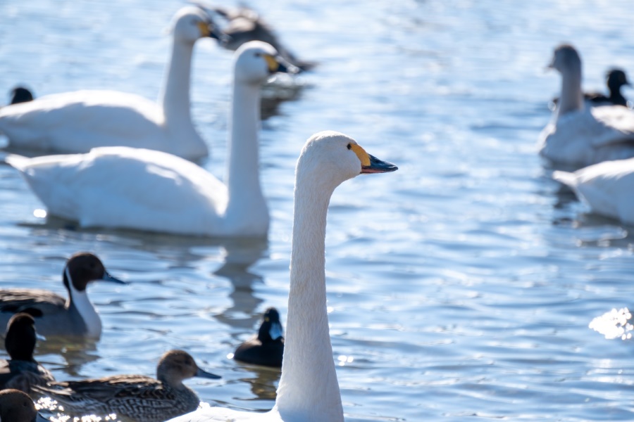 湖を泳ぐ白鳥の群れ