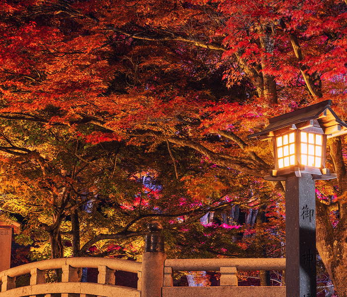 募集型企画旅行 画像